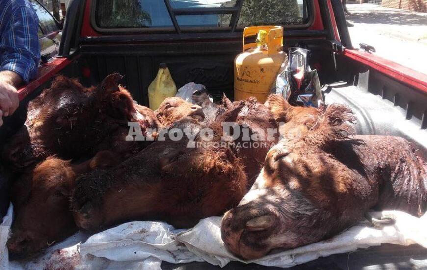 Imagen de Cuatrerismo: mutilan animales en el campo de la familia Brancolini