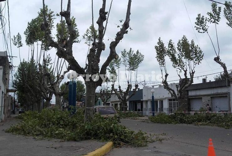 Lo dice el parte informativo. El municipio dejó en claro que " las tareas de escamonda solo es realizada por personal municipal, en tareas programadas, sin costo para el vecino".