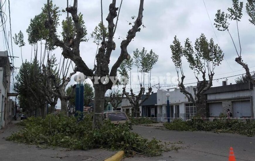 Lo dice el parte informativo. El municipio dej&oacute; en claro que " las tareas de escamonda solo es realizada por personal municipal, en tareas programadas, sin costo para el vecino".