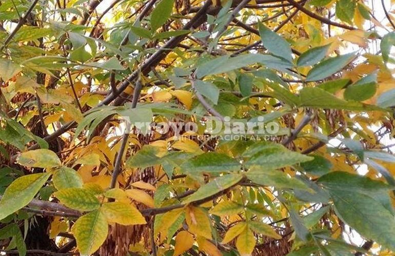 Hojitas amarillas. Los paisajes van cambiando y ya se ven árboles dorados en la ciudad.