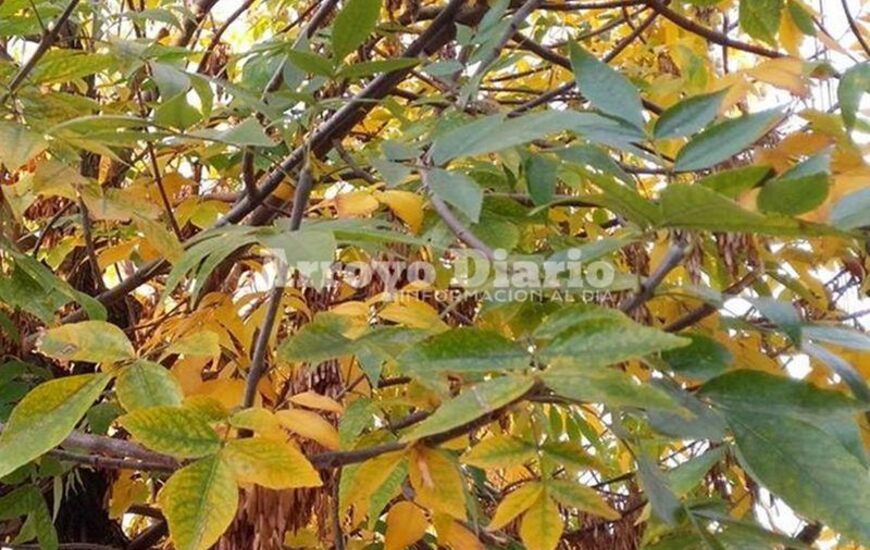 Hojitas amarillas. Los paisajes van cambiando y ya se ven &aacute;rboles dorados en la ciudad.