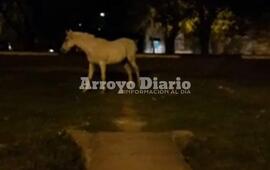 Corri&oacute; varias cuadras. El animal lleg&oacute; hasta el boulevard donde finalmente fue alcanzado por su due&ntilde;o.
