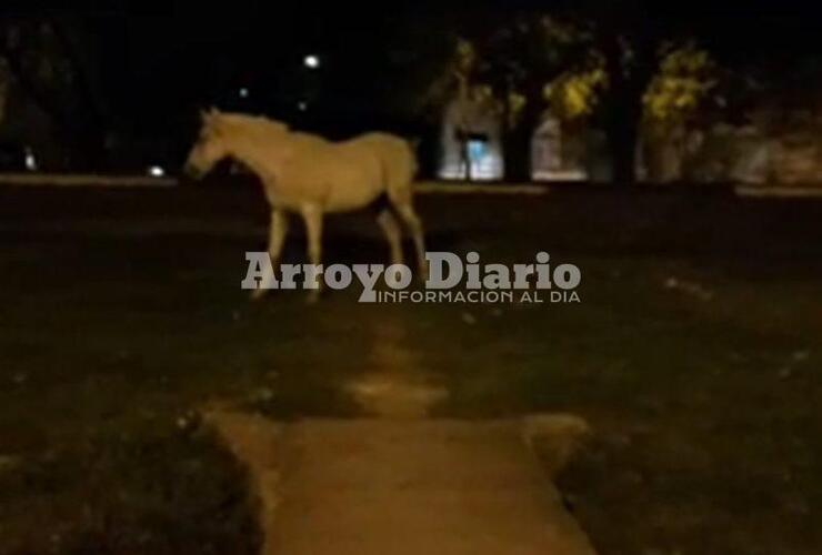 Corrió varias cuadras. El animal llegó hasta el boulevard donde finalmente fue alcanzado por su dueño.