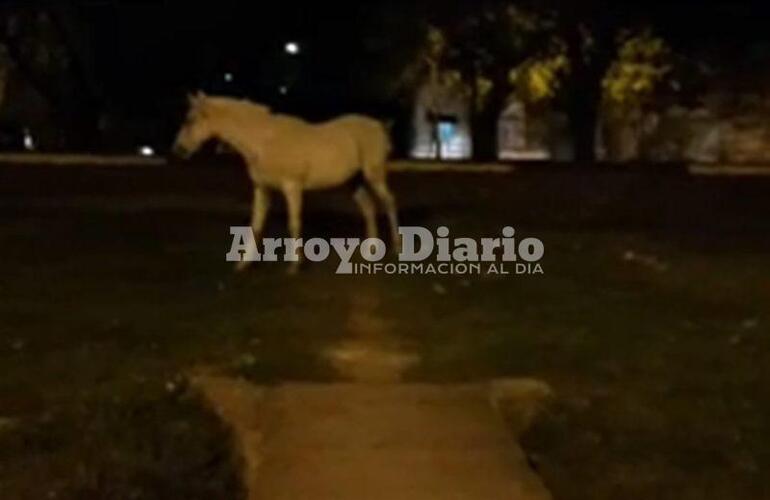 Corrió varias cuadras. El animal llegó hasta el boulevard donde finalmente fue alcanzado por su dueño.