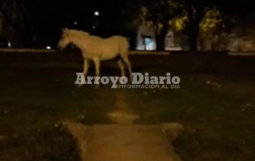 Corrió varias cuadras. El animal llegó hasta el boulevard donde finalmente fue alcanzado por su dueño.