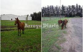 Imagen de Animales sueltos por Ruta 21