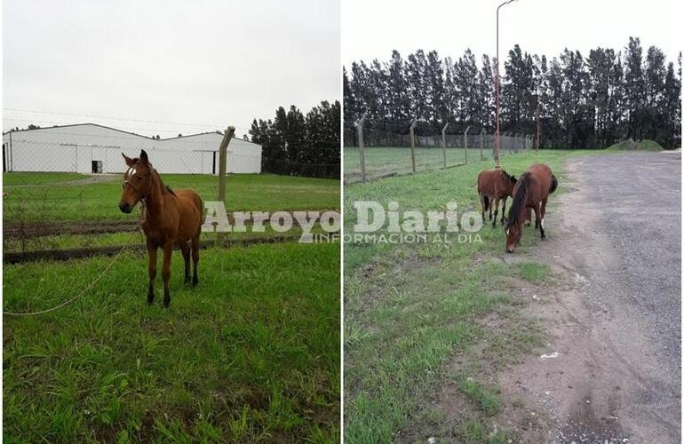 Imagen de Animales sueltos por Ruta 21