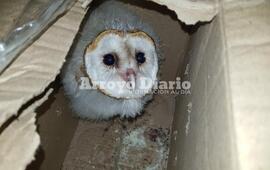 Imagen de Gendarmería secuestró aves en cautiverio