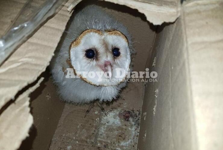 Imagen de Gendarmería secuestró aves en cautiverio