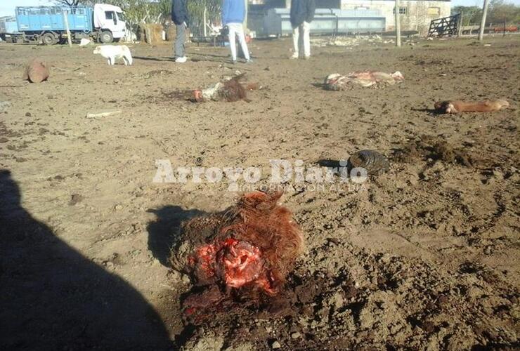 Imagen de Otro caso de abigeato: tres animales faenados en un campo