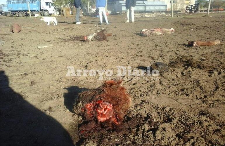 Imagen de Otro caso de abigeato: tres animales faenados en un campo