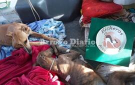 Imagen de Hoy se realizaron 113 castraciones