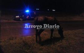 Imagen de Caballo suelto en el camino al Rowing