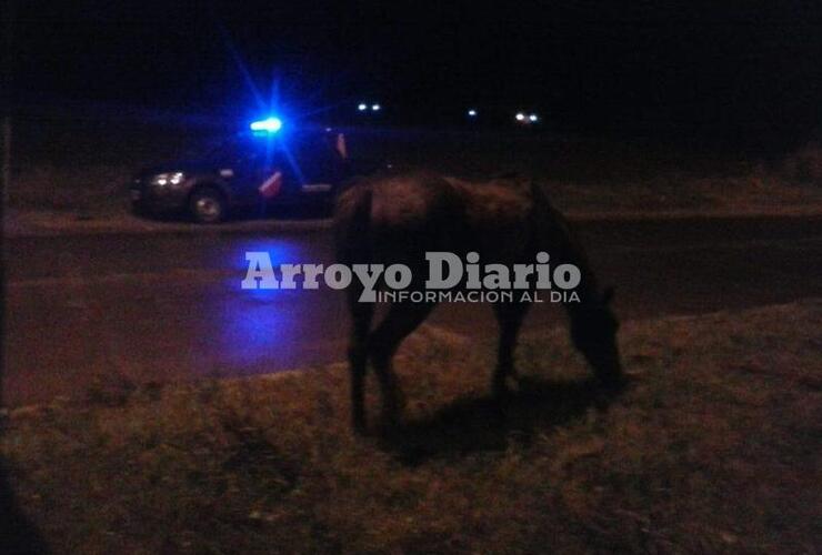 Imagen de Caballo suelto en el camino al Rowing