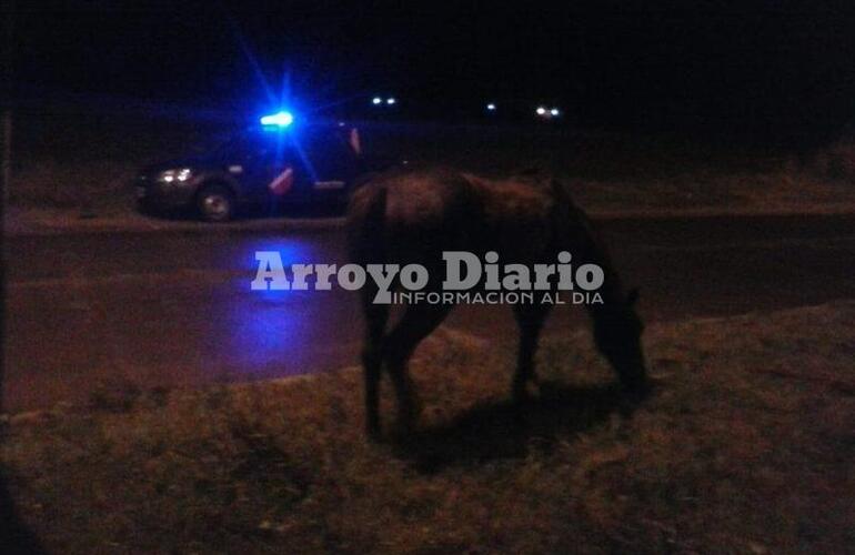 Imagen de Caballo suelto en el camino al Rowing