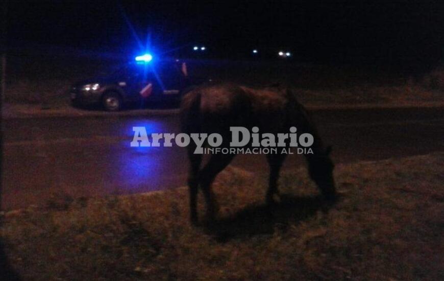 Imagen de Caballo suelto en el camino al Rowing
