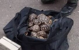 Foto: Prensa Gendarmer&iacute;a