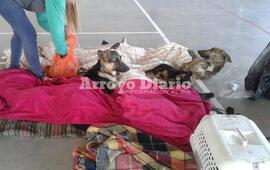 Imagen de Este lunes se realizaron 80 nuevas castraciones