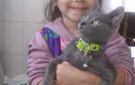 Imagen de Gatito extraviado: Nena desesperada por encontrar a su mascota