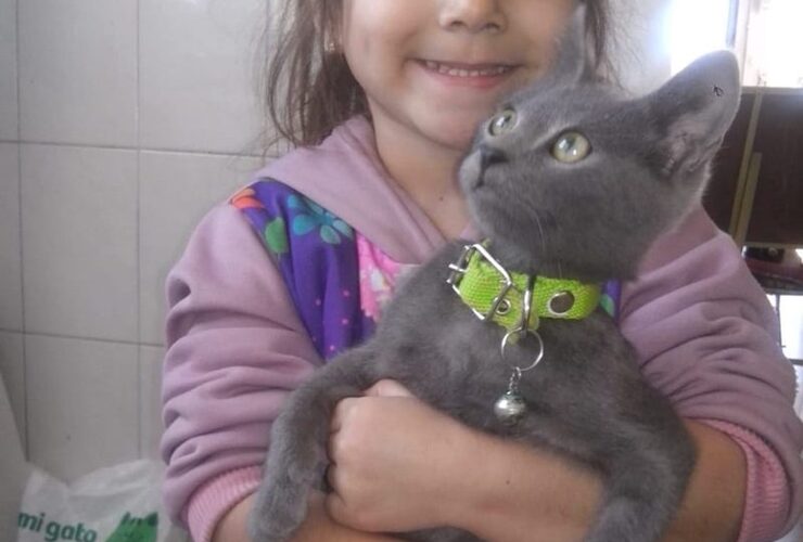 Imagen de Gatito extraviado: Nena desesperada por encontrar a su mascota