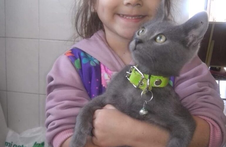 Imagen de Gatito extraviado: Nena desesperada por encontrar a su mascota