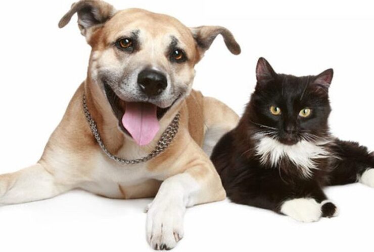 Imagen de Fighiera: Nueva campaña de esterilizaciones de perros y gatos