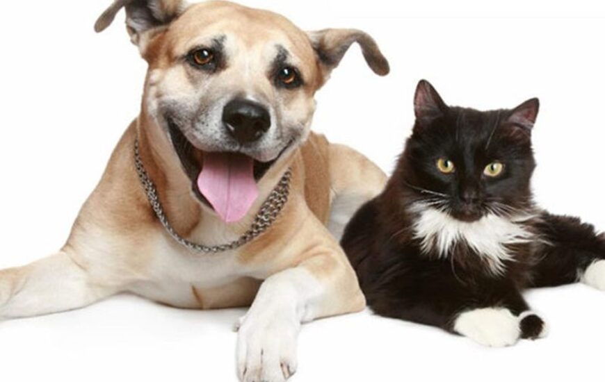 Imagen de Fighiera: Nueva campa&ntilde;a de esterilizaciones de perros y gatos