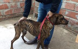 Los agentes encontraron a un perro adulto, de raza mestiza, cruza de galgo con b&oacute;xer.