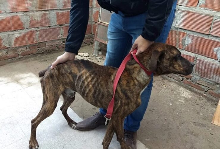 Los agentes encontraron a un perro adulto, de raza mestiza, cruza de galgo con bóxer.