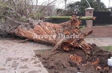 Imagen de Enorme árbol destruyó tapial de una vivienda