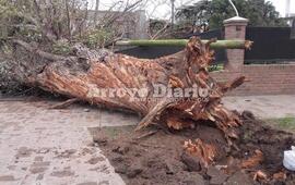 Imagen de Enorme árbol destruyó tapial de una vivienda