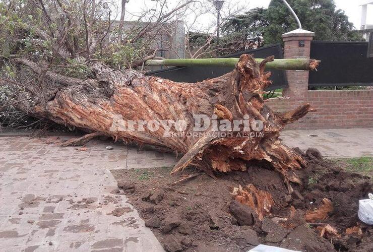 Imagen de Enorme árbol destruyó tapial de una vivienda