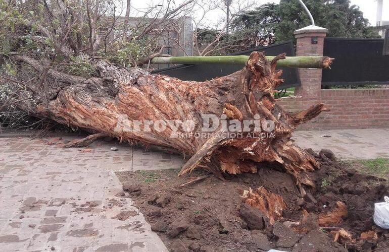 Imagen de Enorme árbol destruyó tapial de una vivienda