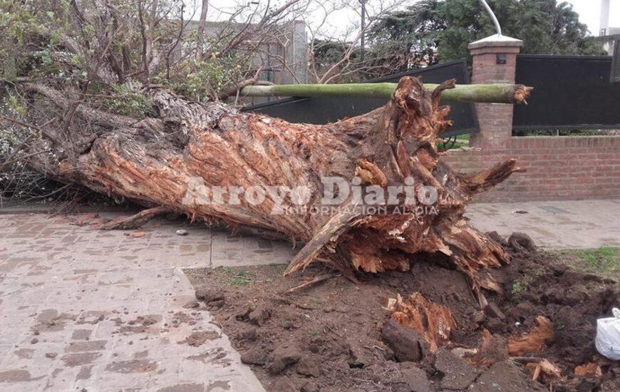 Imagen de Enorme &aacute;rbol destruy&oacute; tapial de una vivienda