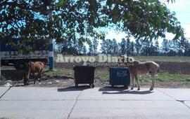 Imagen de Animales sueltos en el camino al Rowing