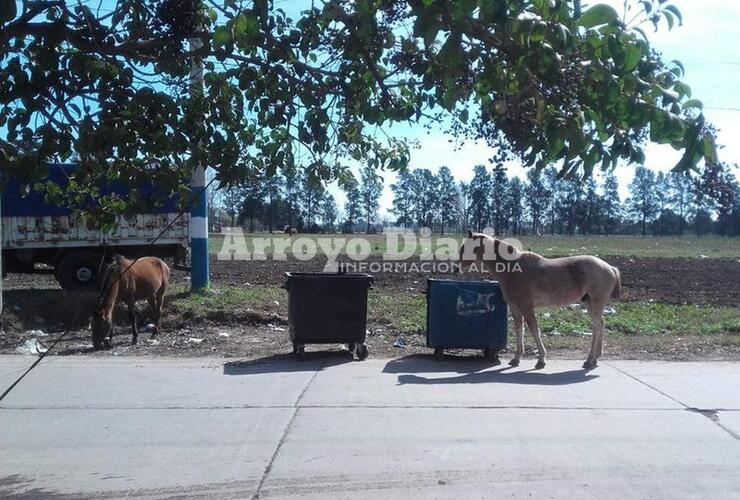 Imagen de Animales sueltos en el camino al Rowing