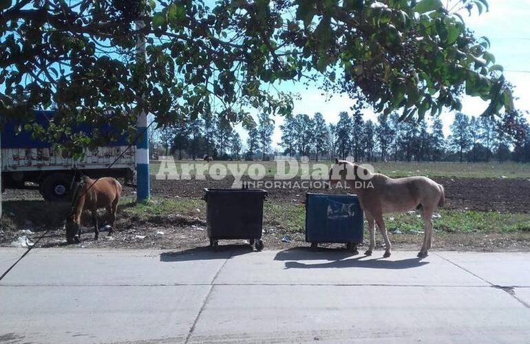 Imagen de Animales sueltos en el camino al Rowing