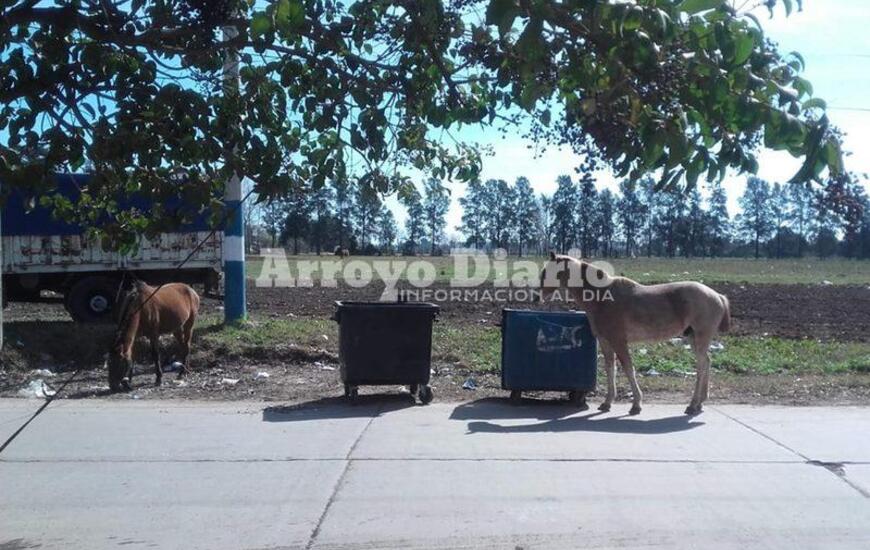 Imagen de Animales sueltos en el camino al Rowing