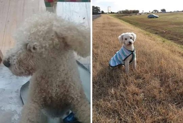 Observación. Al momento de extraviarse no contaba con el chalequito de la foto.