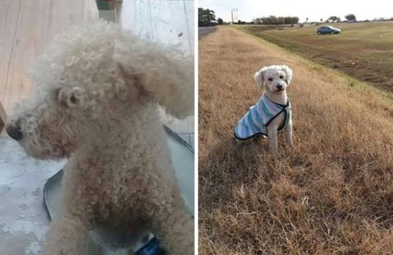 Observación. Al momento de extraviarse no contaba con el chalequito de la foto.