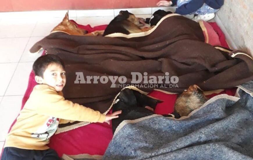 Imagen de Hoy se realizaron 70 nuevas castraciones