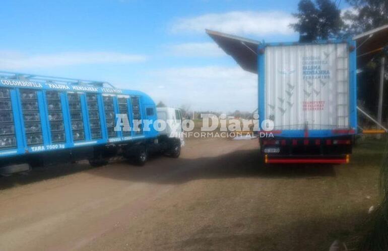 Estos son los camiones que transportan palomas mensajeras para las competencias.