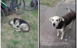 Imagen de La historia de �Viejo� el perro que lleg&oacute; para quedarse