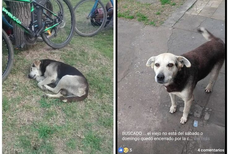 Imagen de La historia de Viejo el perro que llegó para quedarse