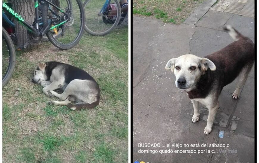 Imagen de La historia de �Viejo� el perro que lleg&oacute; para quedarse
