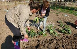 El vivero se levant&oacute; frente al CIC.