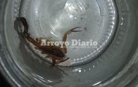 Imagen de Encontró alacrán en una habitación de su casa