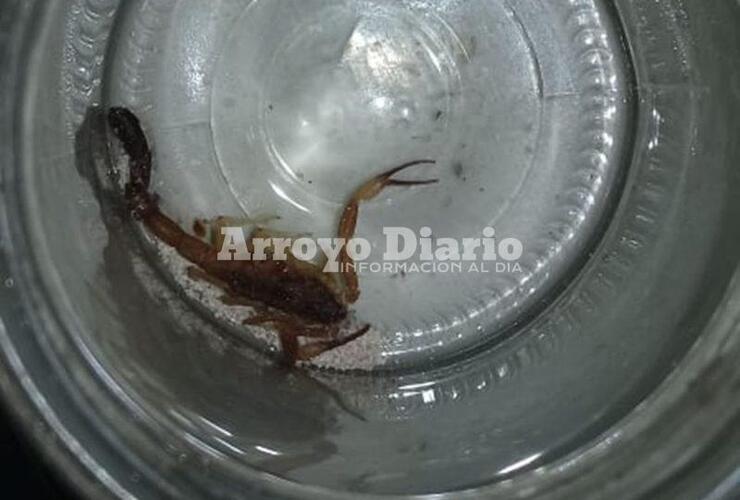 Imagen de Encontró alacrán en una habitación de su casa