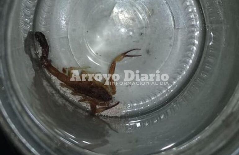 Imagen de Encontró alacrán en una habitación de su casa