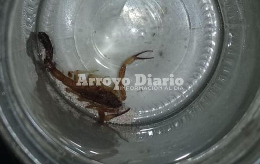 Imagen de Encontr&oacute; alacr&aacute;n en una habitaci&oacute;n de su casa
